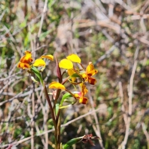 Diuris semilunulata at Tuggeranong, ACT - suppressed