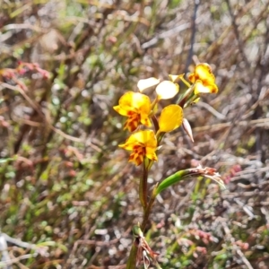 Diuris semilunulata at Tuggeranong, ACT - 13 Oct 2023