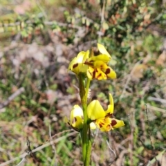Diuris sulphurea (Tiger Orchid) at Wanniassa Hill - 13 Oct 2023 by Mike