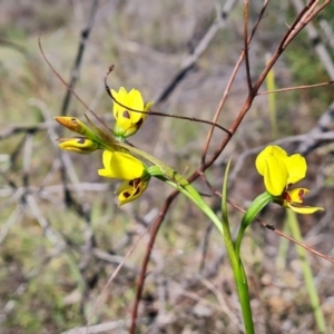 Diuris sulphurea at Tuggeranong, ACT - suppressed