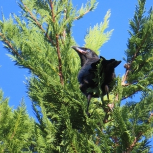 Corvus mellori at Braidwood, NSW - 13 Oct 2023 08:49 AM