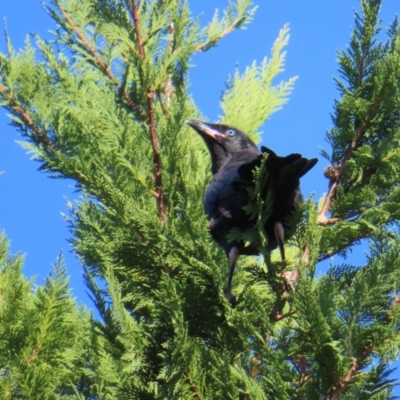 Corvus mellori (Little Raven) at QPRC LGA - 12 Oct 2023 by MatthewFrawley