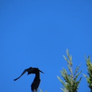 Corvus mellori at Braidwood, NSW - 13 Oct 2023 08:49 AM