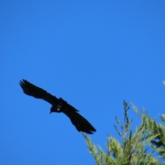 Corvus mellori at Braidwood, NSW - 13 Oct 2023 08:49 AM