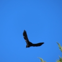 Corvus mellori at Braidwood, NSW - 13 Oct 2023