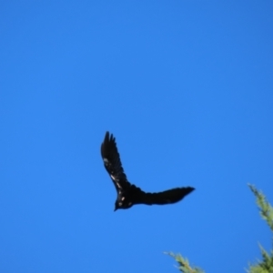 Corvus mellori at Braidwood, NSW - 13 Oct 2023 08:49 AM