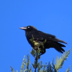 Corvus mellori at Braidwood, NSW - 13 Oct 2023 08:49 AM