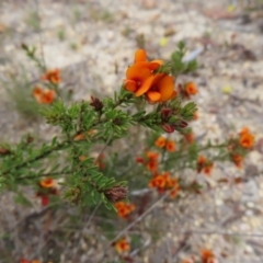 Pultenaea subspicata (Low Bush-pea) at QPRC LGA - 13 Oct 2023 by MatthewFrawley