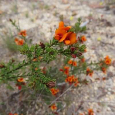 Pultenaea subspicata (Low Bush-pea) at Braidwood, NSW - 13 Oct 2023 by MatthewFrawley