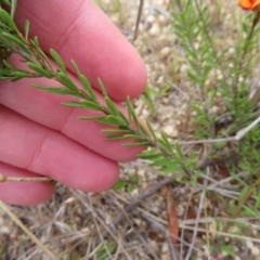 Pultenaea subspicata at Braidwood, NSW - 13 Oct 2023