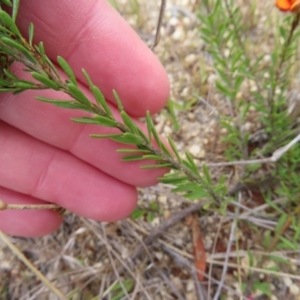 Pultenaea subspicata at Braidwood, NSW - 13 Oct 2023 02:20 PM