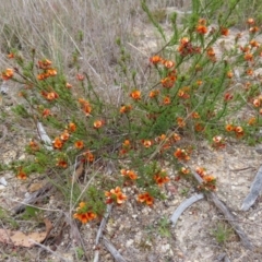 Pultenaea subspicata at Braidwood, NSW - 13 Oct 2023 02:20 PM