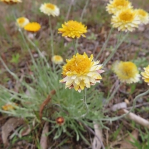 Leucochrysum albicans subsp. albicans at Braidwood, NSW - 13 Oct 2023