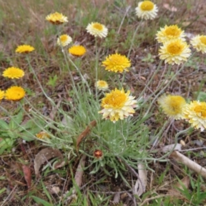 Leucochrysum albicans subsp. albicans at Braidwood, NSW - 13 Oct 2023