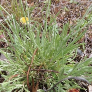 Leucochrysum albicans subsp. albicans at Braidwood, NSW - 13 Oct 2023