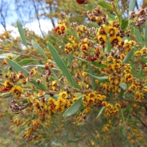 Daviesia mimosoides subsp. mimosoides at Braidwood, NSW - 13 Oct 2023