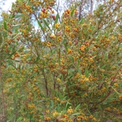 Daviesia mimosoides subsp. mimosoides at Braidwood, NSW - 13 Oct 2023