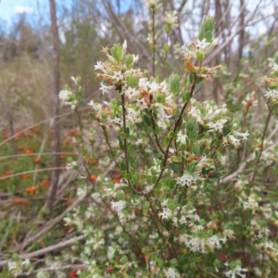 Brachyloma daphnoides (Daphne Heath) at QPRC LGA - 13 Oct 2023 by MatthewFrawley