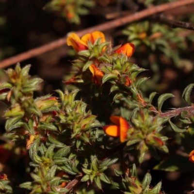 Pultenaea procumbens (Bush Pea) at ANBG South Annex - 13 Oct 2023 by ConBoekel