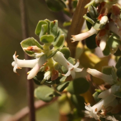 Brachyloma daphnoides (Daphne Heath) at Canberra Central, ACT - 13 Oct 2023 by ConBoekel