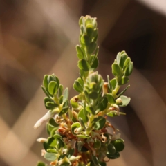 Brachyloma daphnoides at Canberra Central, ACT - 13 Oct 2023