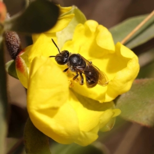 Hibbertia obtusifolia at Canberra Central, ACT - 13 Oct 2023