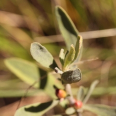 Hibbertia obtusifolia at Canberra Central, ACT - 13 Oct 2023