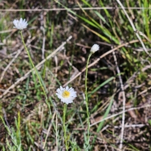 Rhodanthe anthemoides at Belconnen, ACT - suppressed