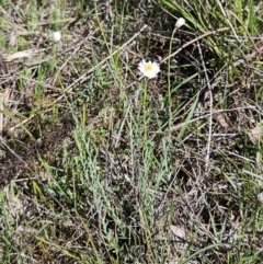 Rhodanthe anthemoides at Belconnen, ACT - suppressed