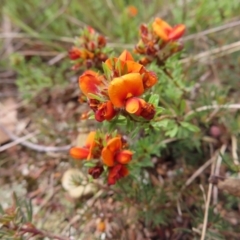 Pultenaea subspicata (Low Bush-pea) at Braidwood, NSW - 13 Oct 2023 by MatthewFrawley