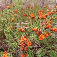 Pultenaea subspicata at Braidwood, NSW - 13 Oct 2023