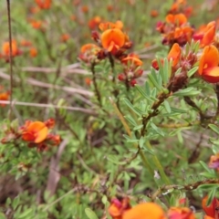 Pultenaea subspicata at Braidwood, NSW - 13 Oct 2023