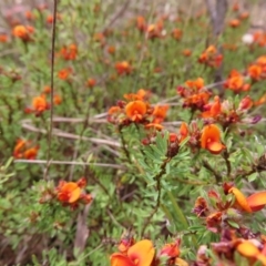 Pultenaea subspicata at Braidwood, NSW - 13 Oct 2023