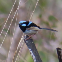 Malurus cyaneus (Superb Fairywren) at QPRC LGA - 13 Oct 2023 by MatthewFrawley