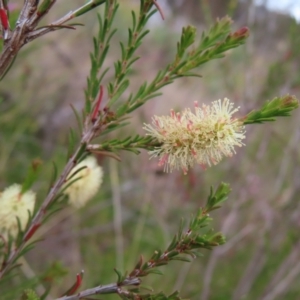 Melaleuca parvistaminea at Bombay, NSW - 13 Oct 2023