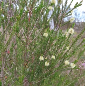 Melaleuca parvistaminea at Bombay, NSW - 13 Oct 2023