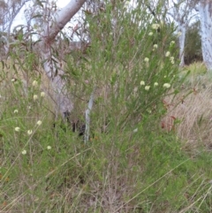 Melaleuca parvistaminea at Bombay, NSW - 13 Oct 2023