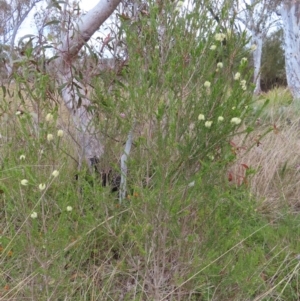 Melaleuca parvistaminea at Bombay, NSW - 13 Oct 2023