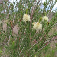 Melaleuca parvistaminea at Bombay, NSW - 13 Oct 2023