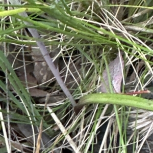 Thelymitra sp. at Aranda, ACT - suppressed