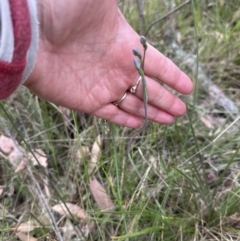 Thelymitra sp. at Aranda, ACT - suppressed