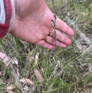 Thelymitra sp. at Aranda, ACT - suppressed