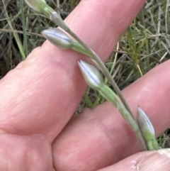 Thelymitra sp. at Aranda, ACT - 13 Oct 2023