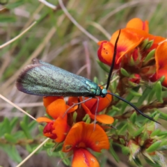 Pollanisus (genus) (A Forester Moth) at QPRC LGA - 13 Oct 2023 by MatthewFrawley