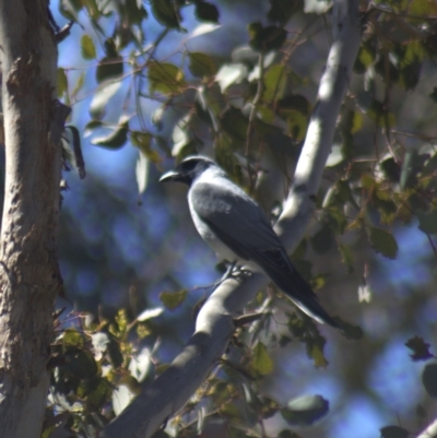 Coracina novaehollandiae (Black-faced Cuckooshrike) at Gundaroo, NSW - 13 Oct 2023 by Gunyijan