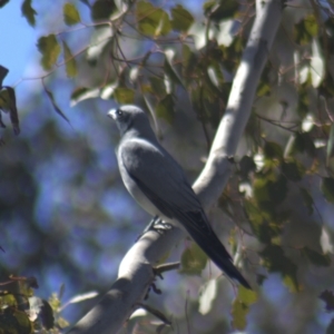 Coracina novaehollandiae at Gundaroo, NSW - 13 Oct 2023