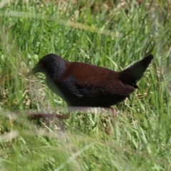 Zapornia tabuensis (Spotless Crake) at Jerrabomberra Wetlands - 11 Oct 2023 by RodDeb