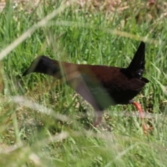 Zapornia tabuensis at Fyshwick, ACT - 11 Oct 2023