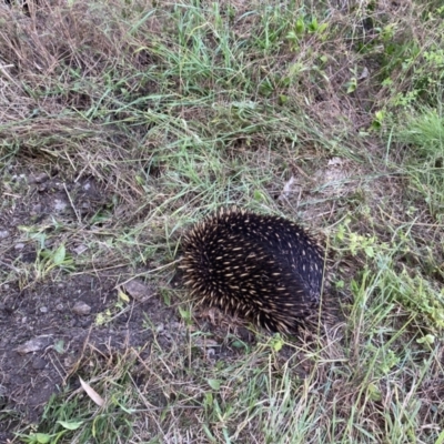 Tachyglossus aculeatus (Short-beaked Echidna) at Tarrawanna, NSW - 13 Oct 2023 by JohnGiacon