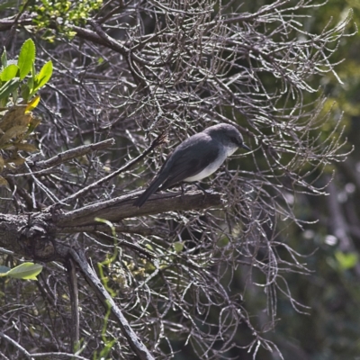 Eopsaltria georgiana (White-breasted Robin) at Yallingup, WA - 23 Aug 2023 by Trevor